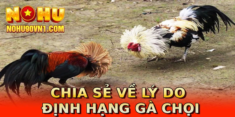 Chia sẻ về lý do định hạng gà chọi