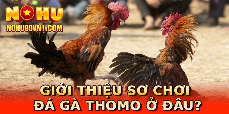 Giới thiệu sơ chơi đá gà Thomo ở đâu?