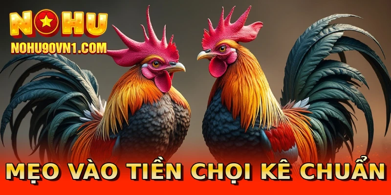 Mẹo vào tiền chọi kê chuẩn