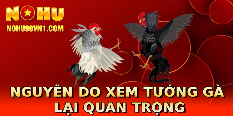 Nguyên do xem tướng gà lại quan trọng